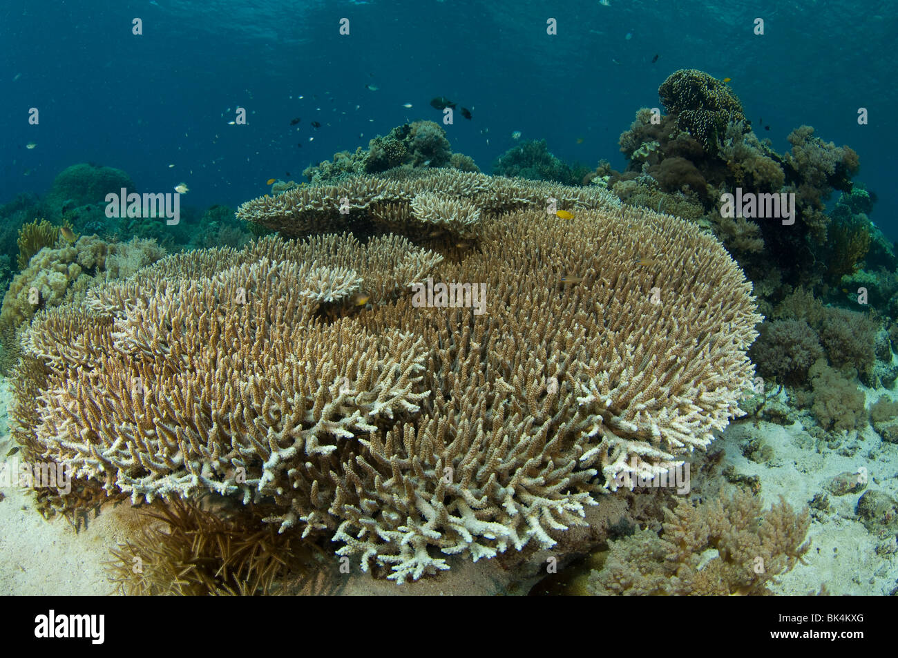 Staghorn, corail Acropora sp., l'île de Kecil Sabolo, le Parc National de Komodo, Indonésie Banque D'Images