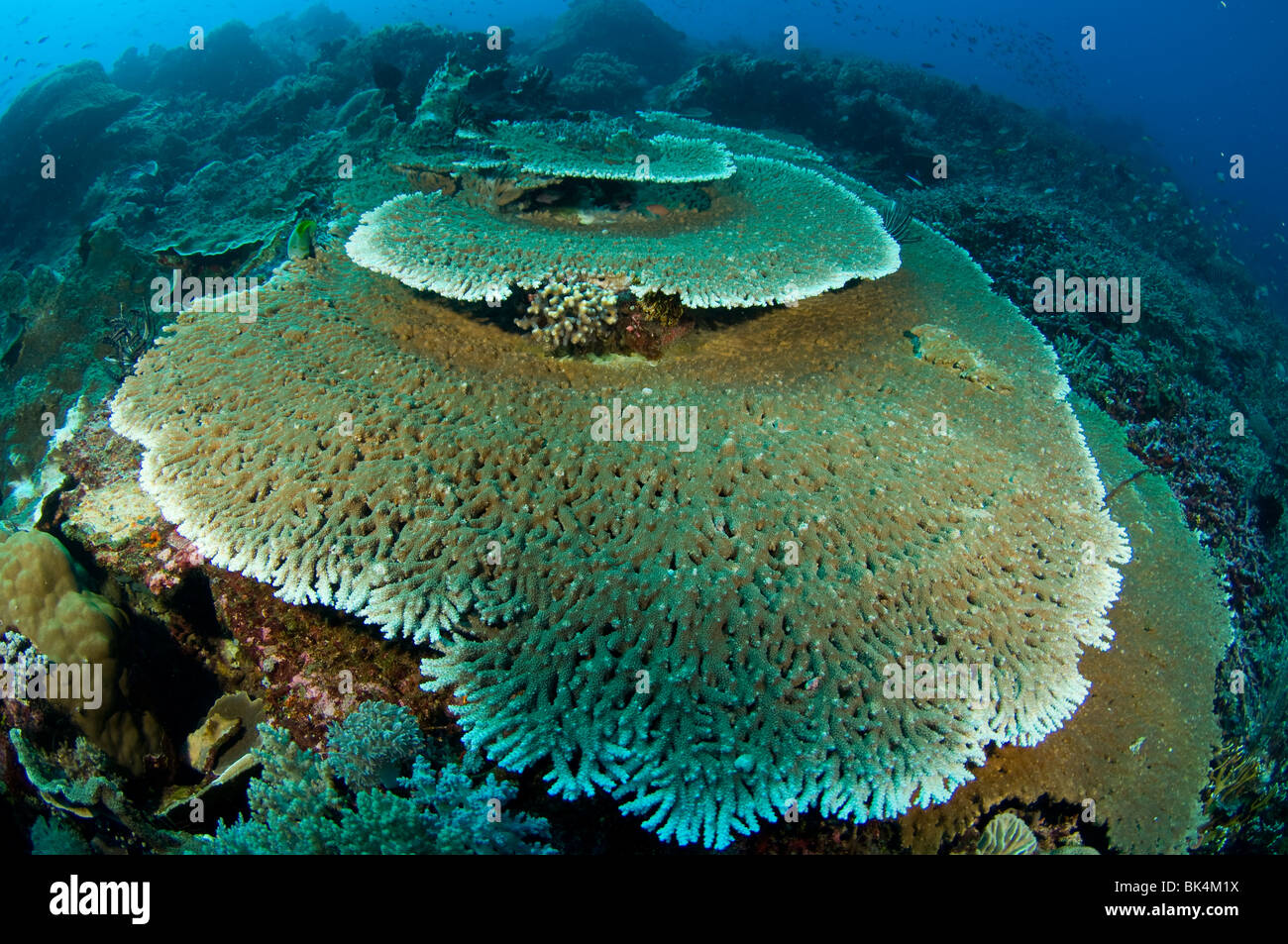 Staghorn coral coral reef sur le Parc National de Komodo en Indonésie Banque D'Images