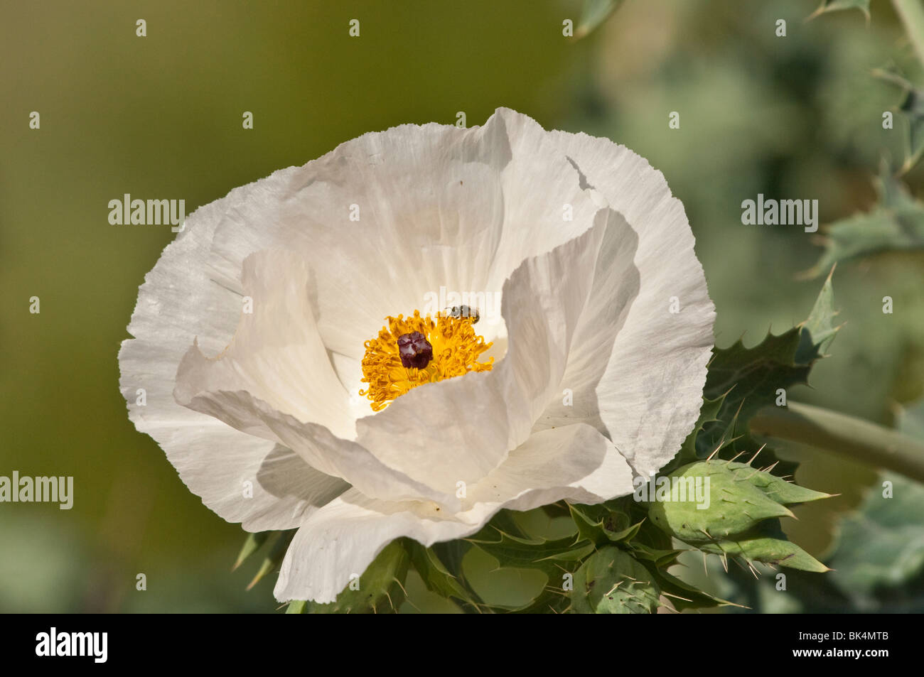 Le barbon pricklypoppy Argemone, albiflora, Parc National de Wind Cave, Dakota du Sud, USA Banque D'Images