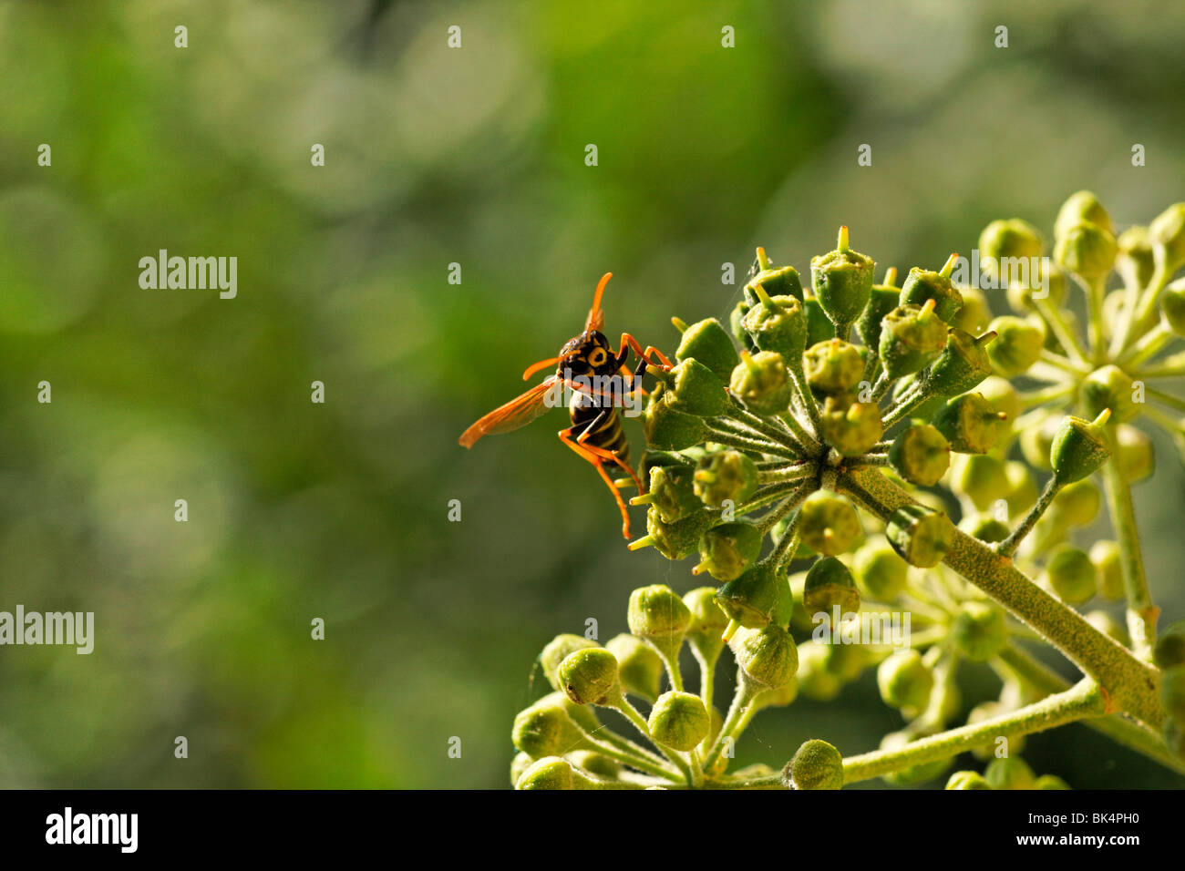 Wasp ( Mellinus Arvensis ) sur les Fleurs de lierre Banque D'Images