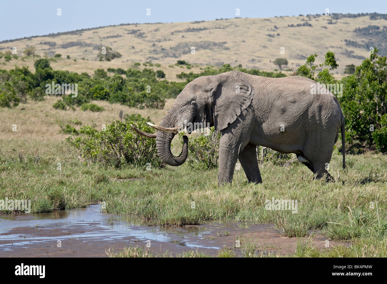 L'éléphant africain (Loxodonta africana), Masai Mara National Reserve, Kenya, Afrique de l'Est, l'Afrique Banque D'Images