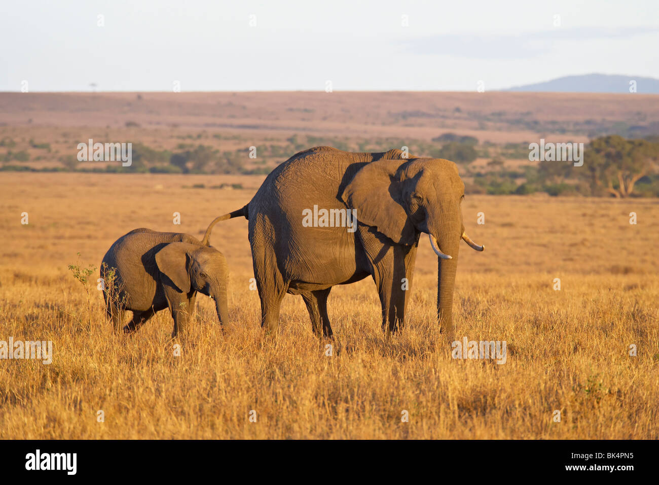 L'éléphant africain (Loxodonta africana) Mère et jeune, Masai Mara National Reserve, Kenya, Afrique de l'Est, l'Afrique Banque D'Images