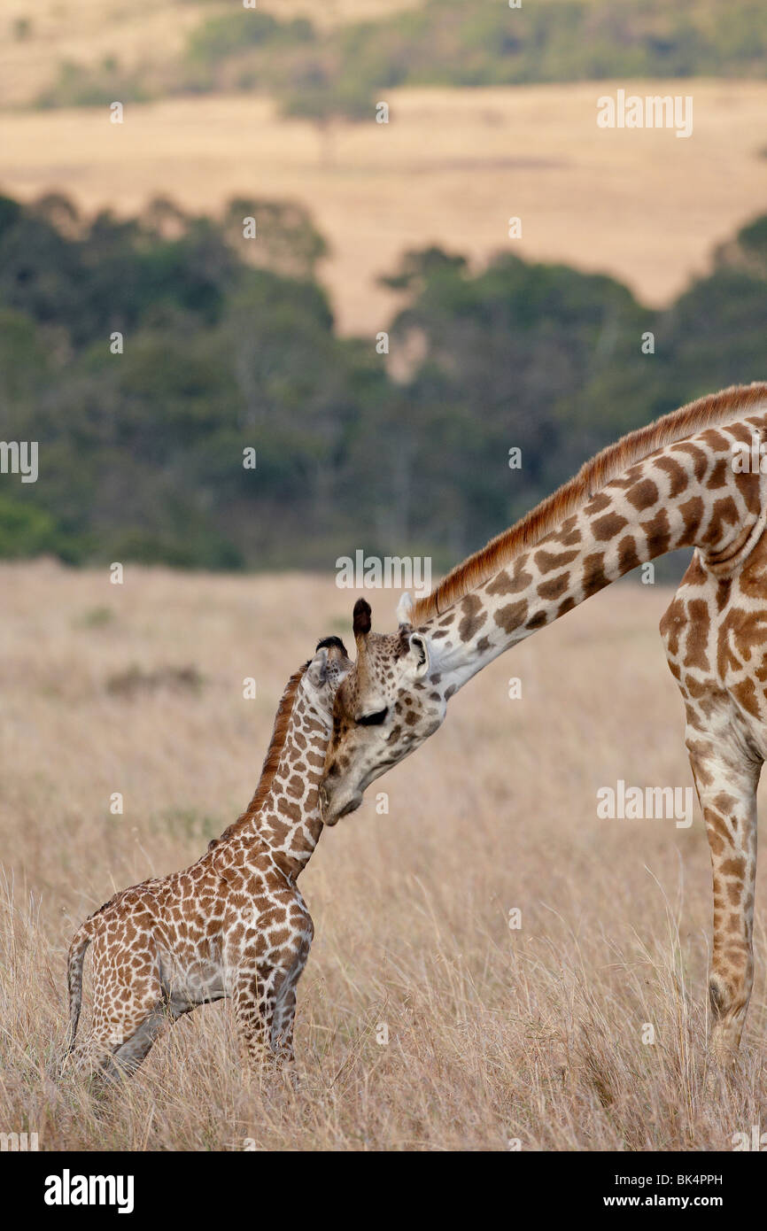 La mère et l'enfant Masai Girafe (Giraffa camelopardalis tippelskirchi) quelques jours vieux, Masai Mara National Reserve, Kenya Banque D'Images