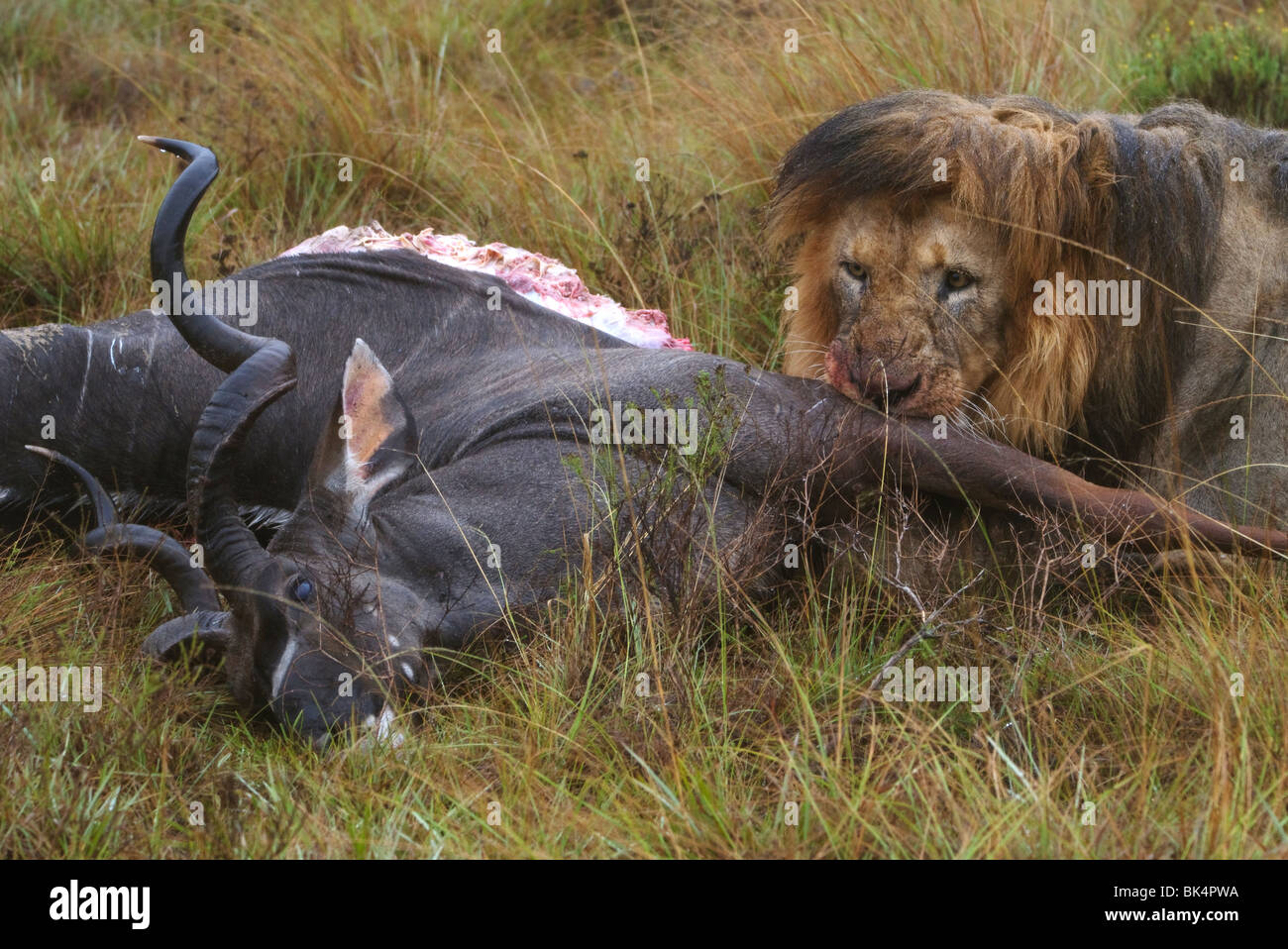 Crinière noire mâle lion mange ses proies, une antilope kudu Banque D'Images