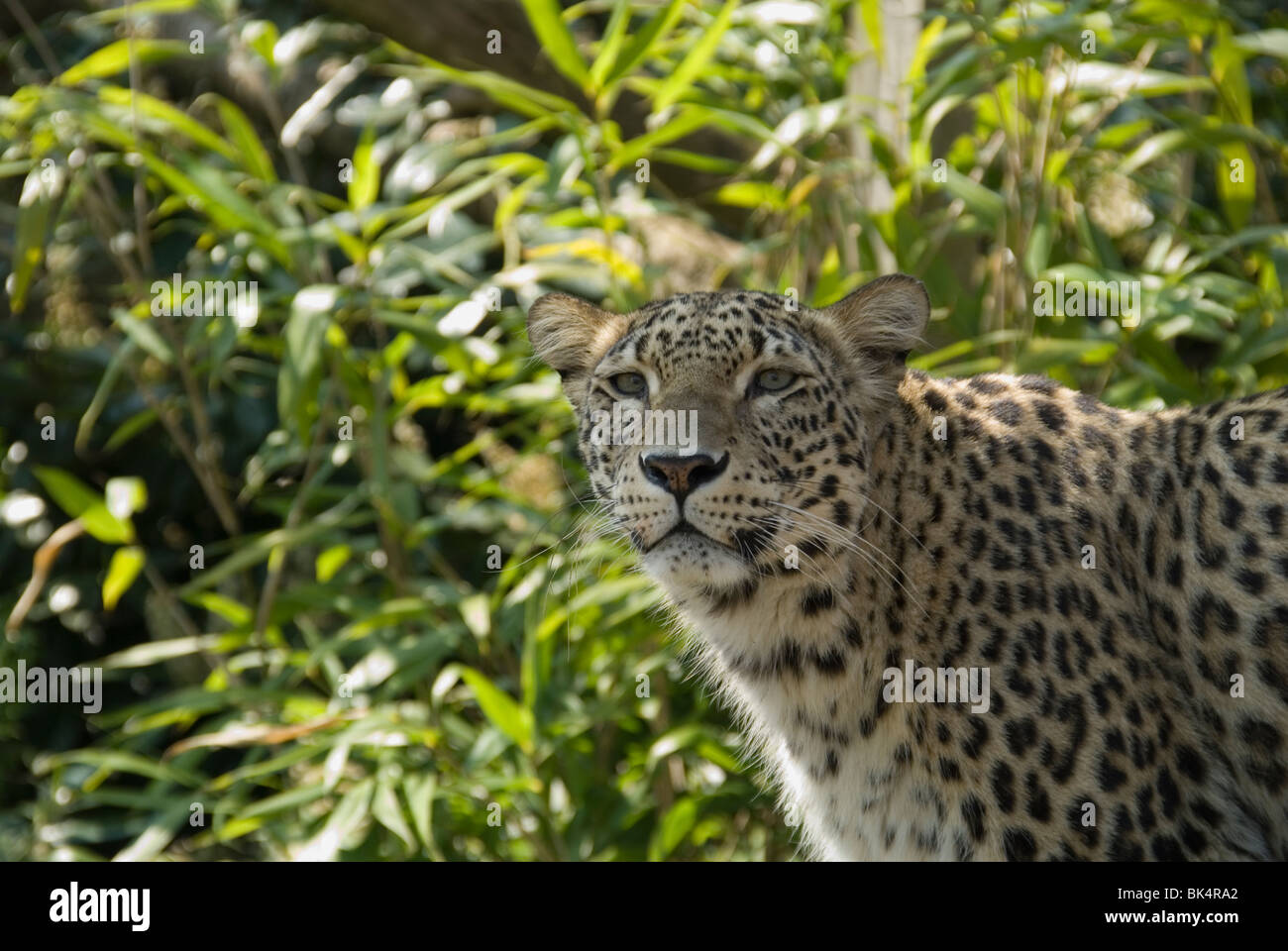 Persian Leopard (Panthera pardus saxicolor) sous la protection de l'Santago projet Leopard Rare Banque D'Images