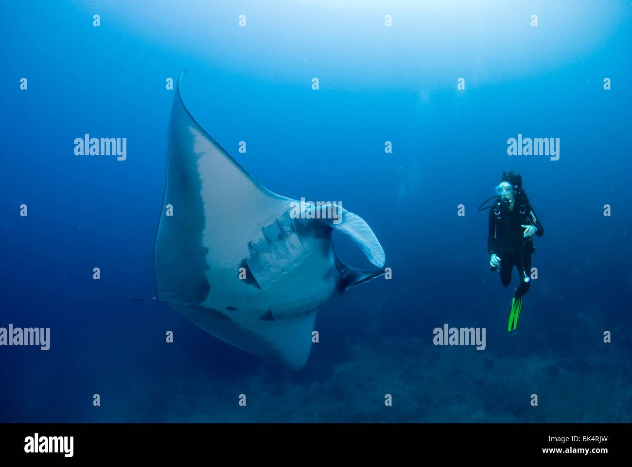 Manta Ray et scuba diver, archipel de Mergui, la Birmanie, la mer d'Andaman, l'Océan Indien Banque D'Images