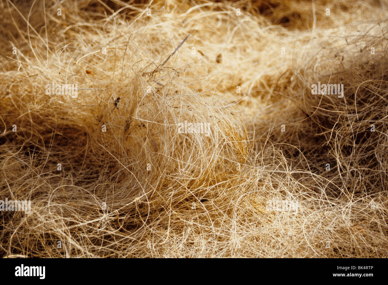 Détail de fibre de coco appelée 'coco' est utilisé pour la fabrication de cordes Banque D'Images