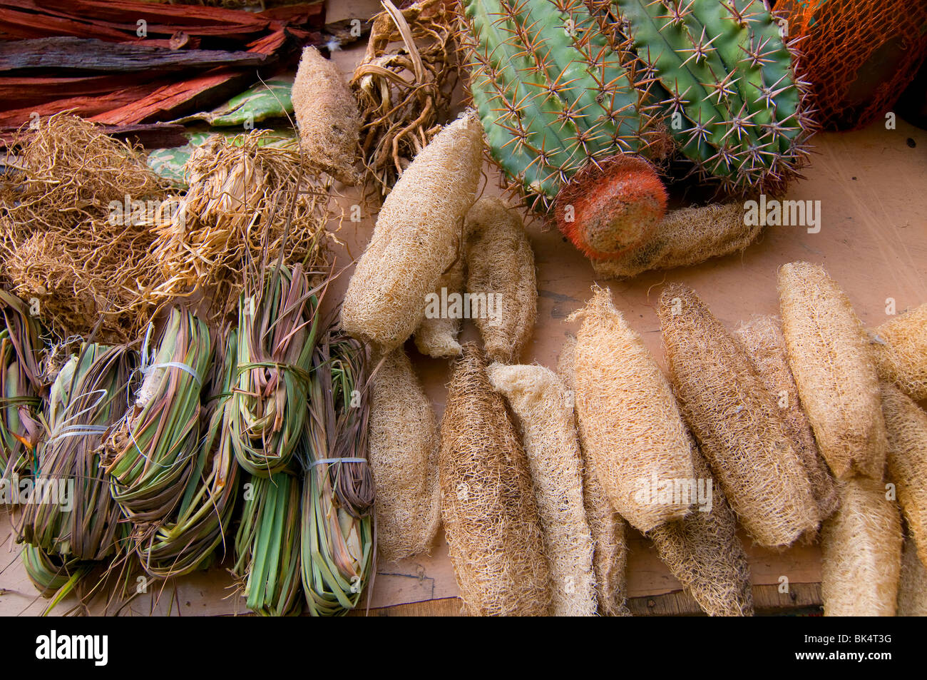 Cactus à vendre au marché du centre-ville de Santo Domingo République dominicaine Banque D'Images