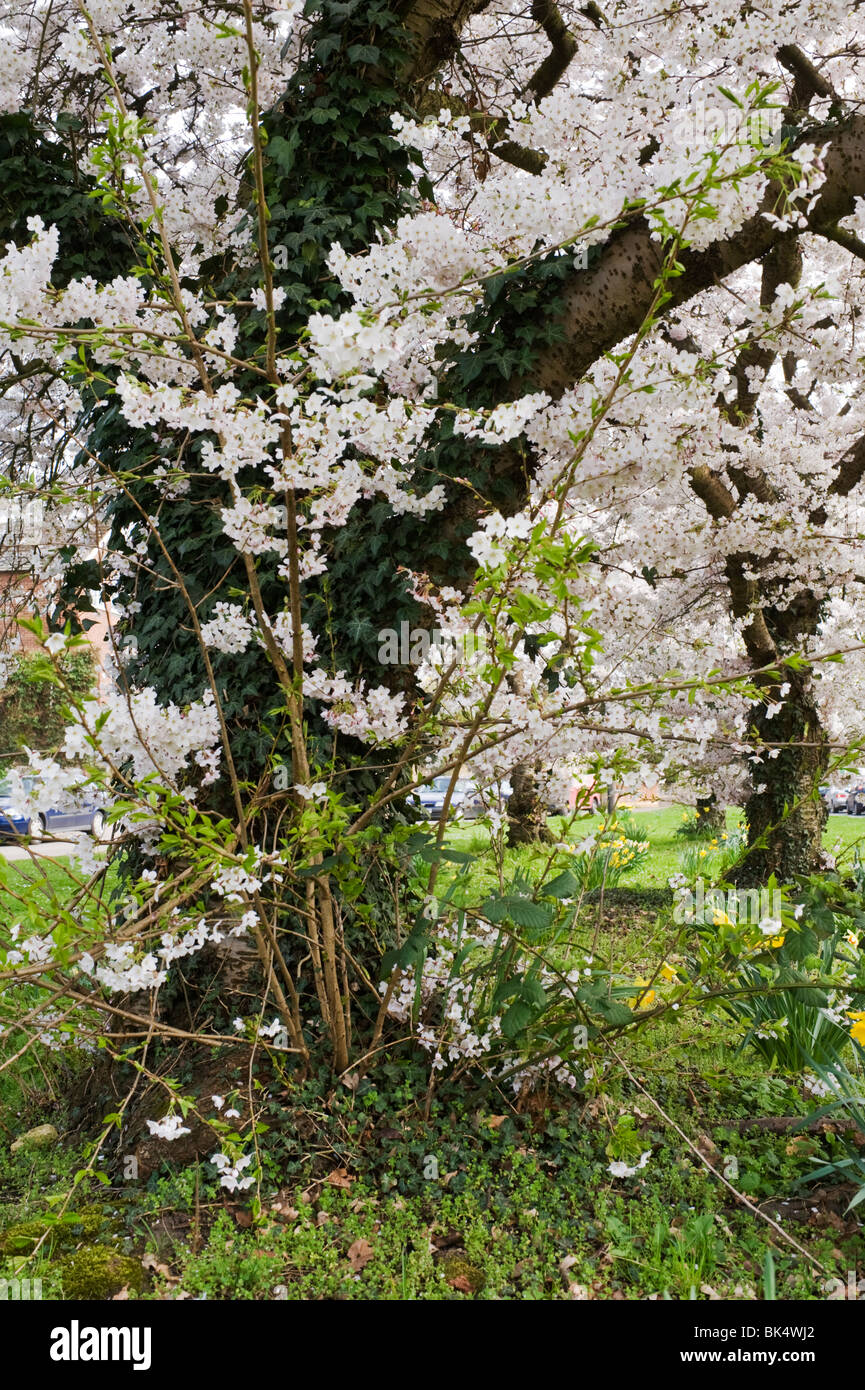 La floraison des cerisiers en fleur au printemps des fleurs sur le côté d'un point de l'herbe sur l'A40 à l'Est de High Wycombe Buckinghamshire UK Banque D'Images