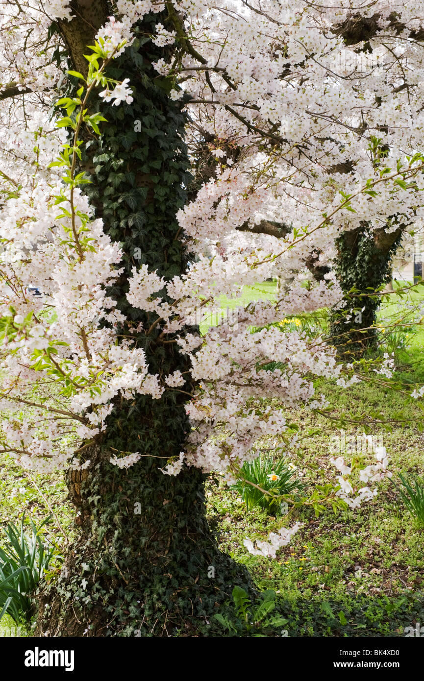 La floraison des cerisiers en fleur de printemps sur le côté d'un point d'herbe verte sur l'A40 à l'Est de High Wycombe Buckinghamshire UK Banque D'Images