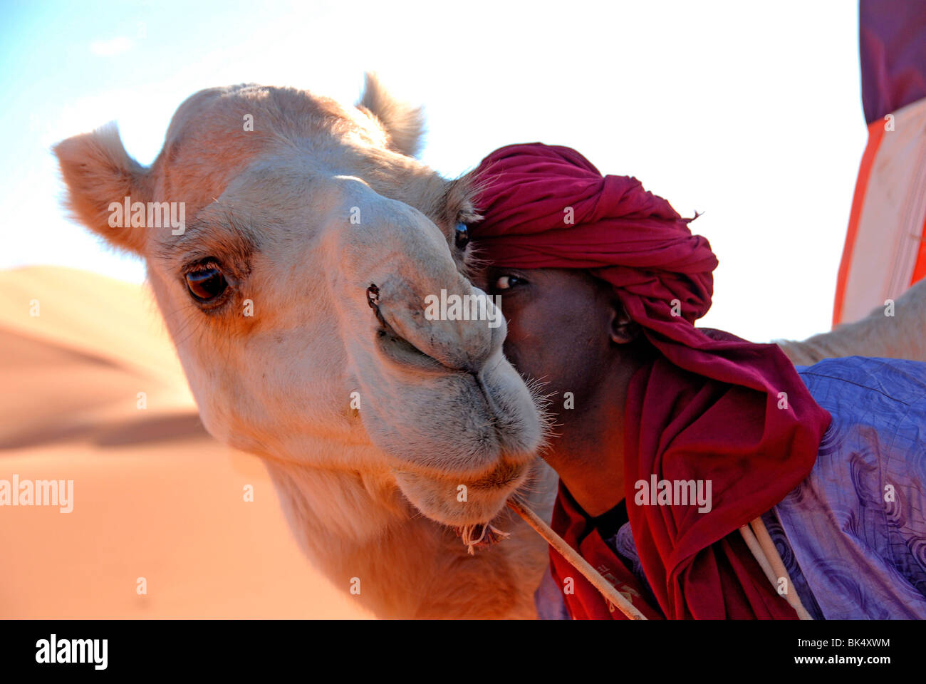 Touareg et dromadaire, Sebha, Ubari, Libye, Afrique du Nord, Afrique Banque D'Images