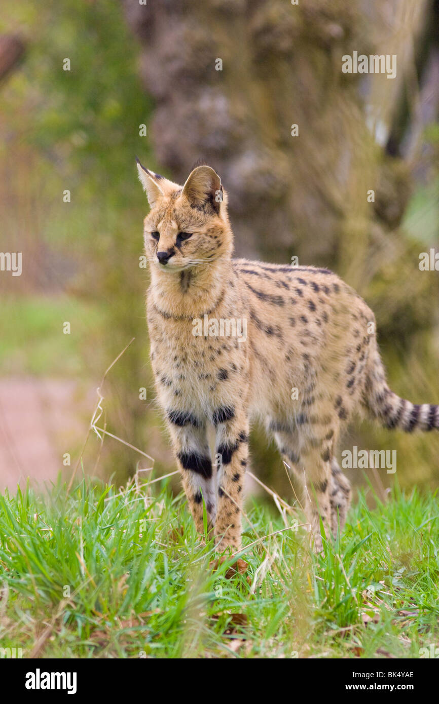 Serval - Leptailurus serval Banque D'Images