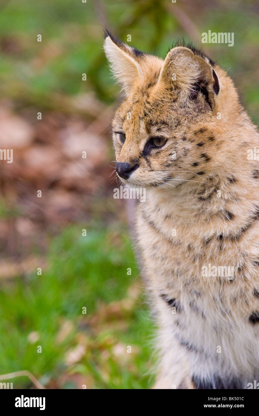 Serval - Leptailurus serval Banque D'Images