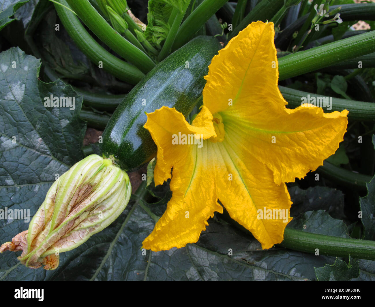 Plants de courgettes cultivés de manière biologique au stade de la floraison et de la fructification en été Banque D'Images