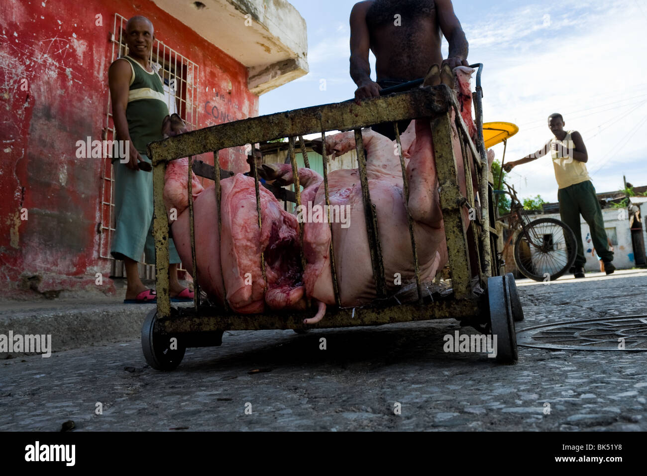 Un homme poussant un panier chargé avec le corps d'un cochon mort pendant le temps mort à Santiago de Cuba, Cuba. Banque D'Images