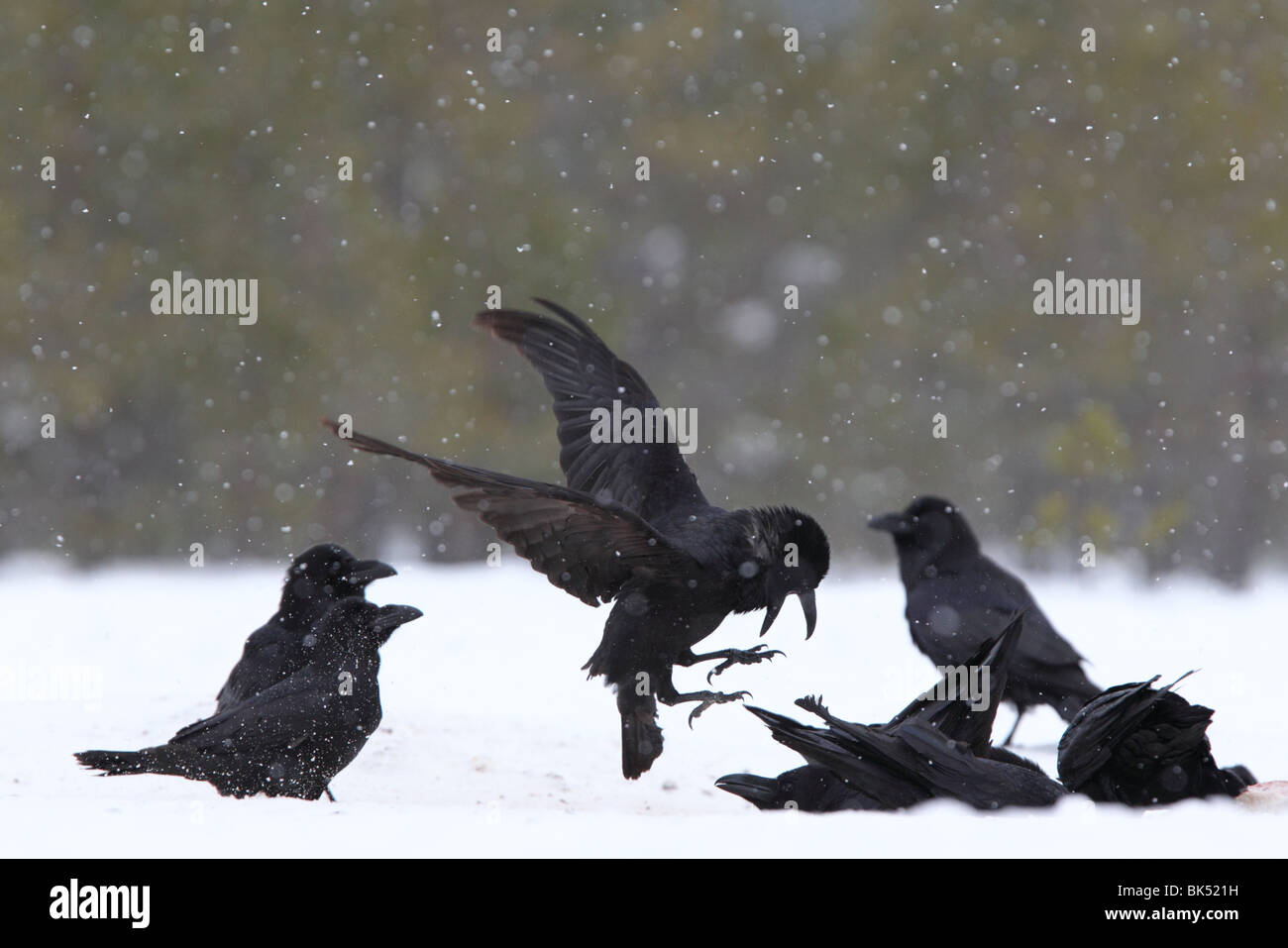 Grand Corbeau (Corvus corax) en hiver. Banque D'Images