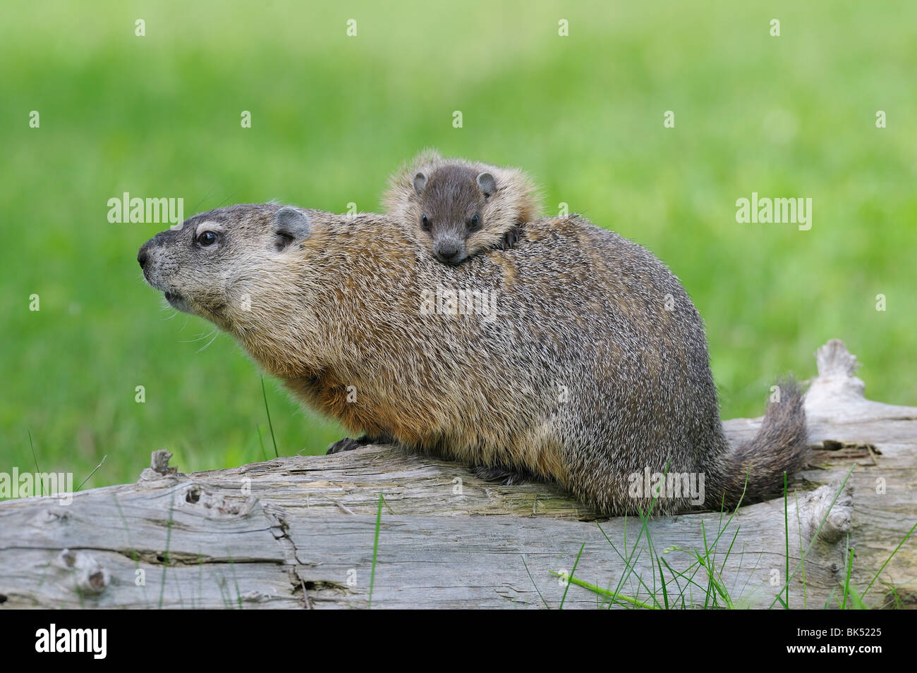 Baby Groundhog Banque D Image Et Photos Alamy Baby Groundhog Banque D Image Et Photos Alamy