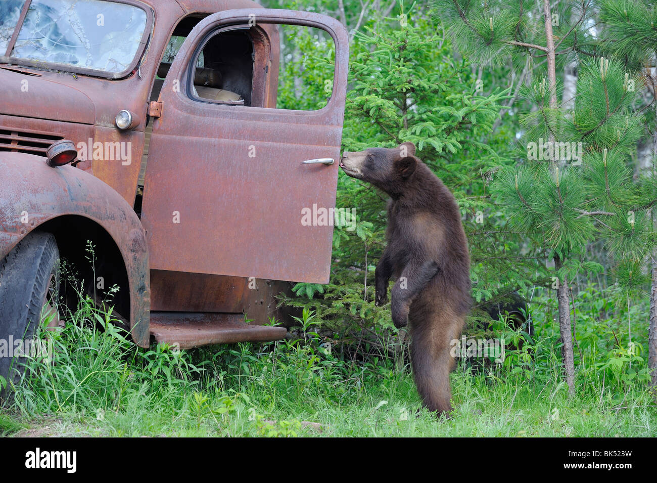À l'ours noir dans le vieux camion, Minnesota, USA Banque D'Images
