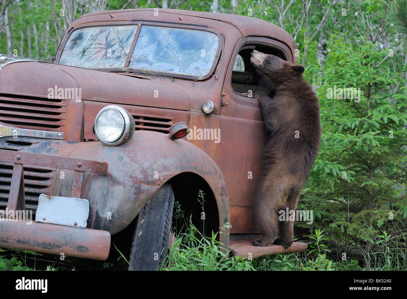À l'ours noir dans le vieux camion, Minnesota, USA Banque D'Images