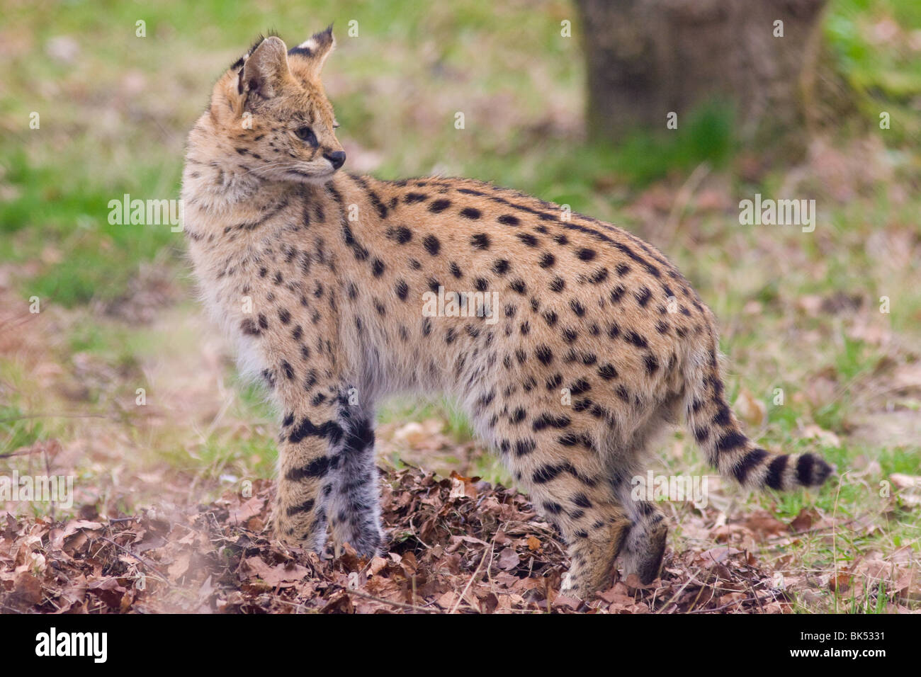 Serval - Leptailurus serval Banque D'Images