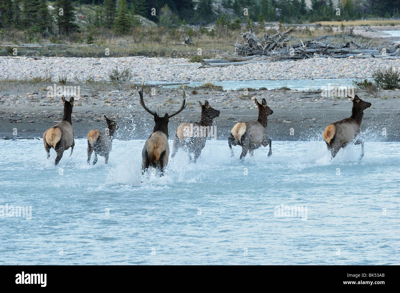 Le wapiti, Jasper National Park, Alberta, Canada Banque D'Images