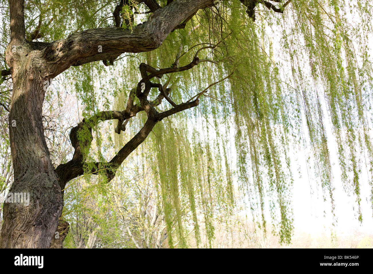 Willow Tree dans des Banque D'Images