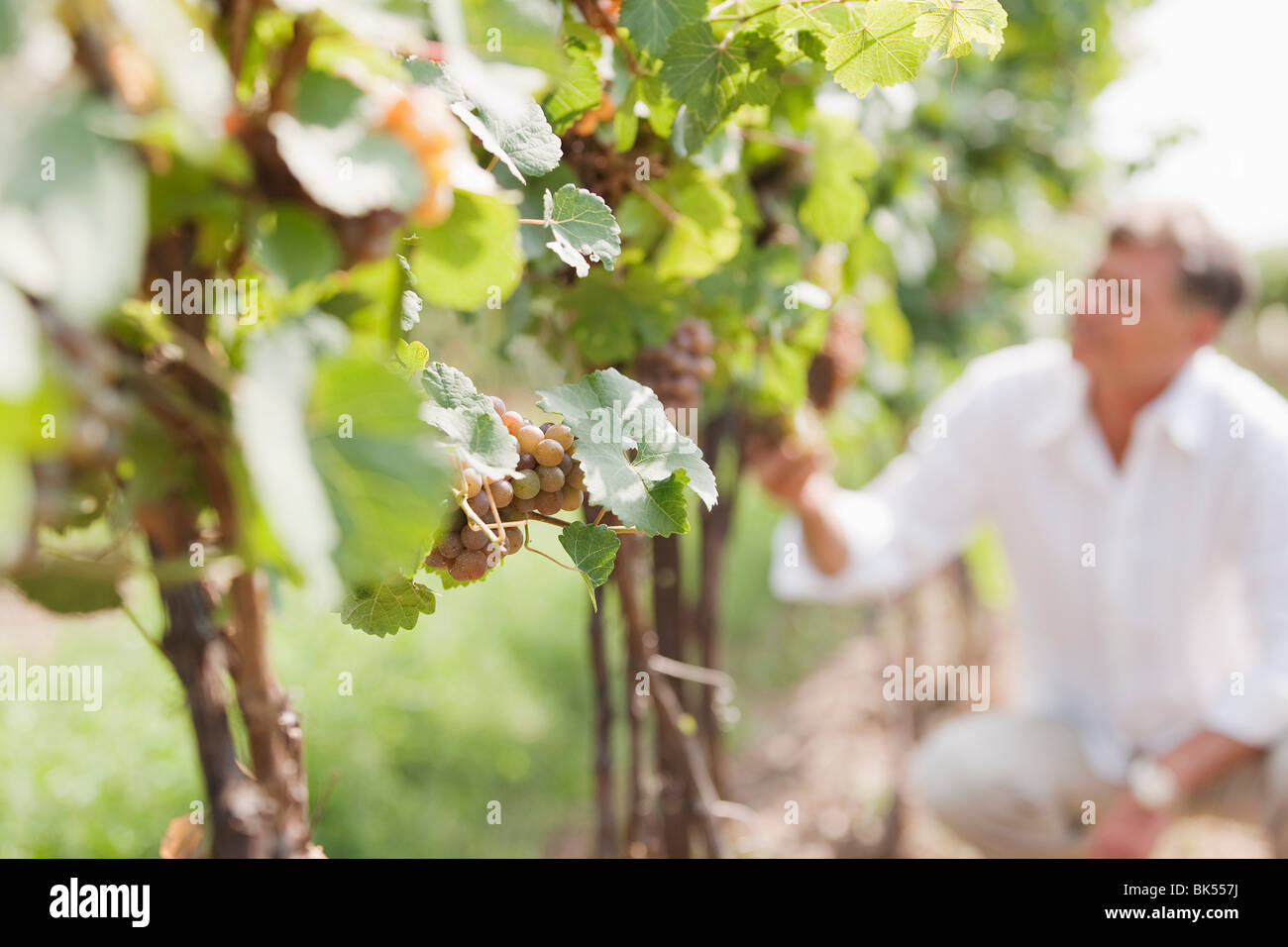 Close-up de raisins Banque D'Images
