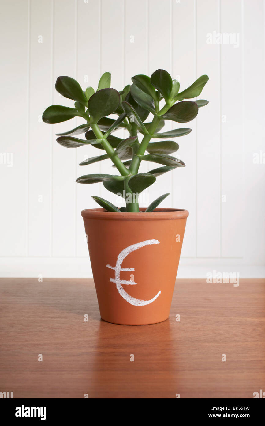 Jade Plant en pot avec signe Euro Banque D'Images