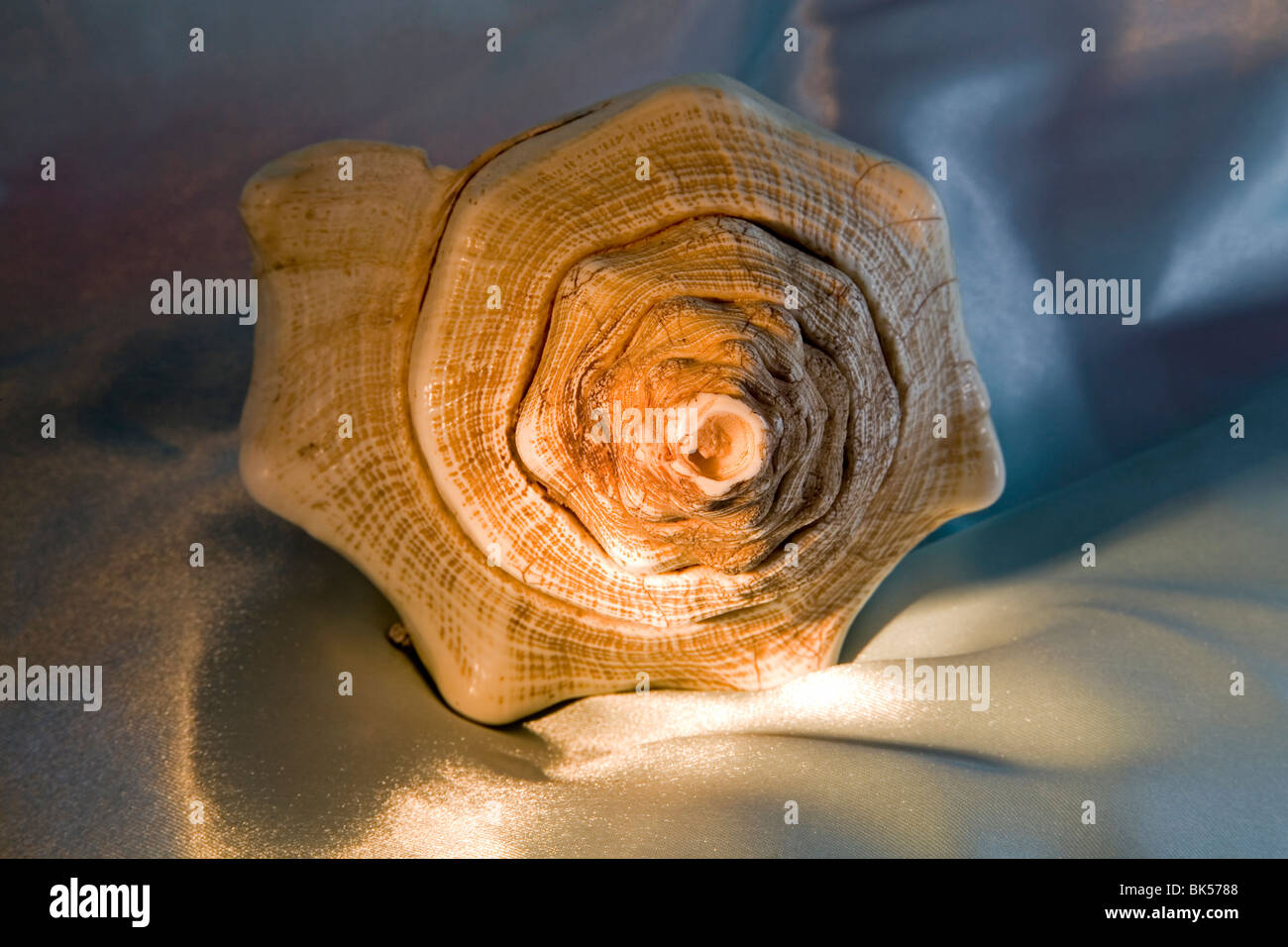 Une centaine d'année ancienne petrified conque Banque D'Images