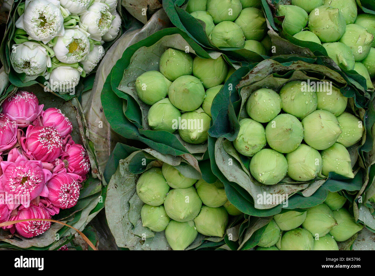 Des fleurs de lotus, Bangkok, Thaïlande, Asie du Sud-Est, Asie Banque D'Images