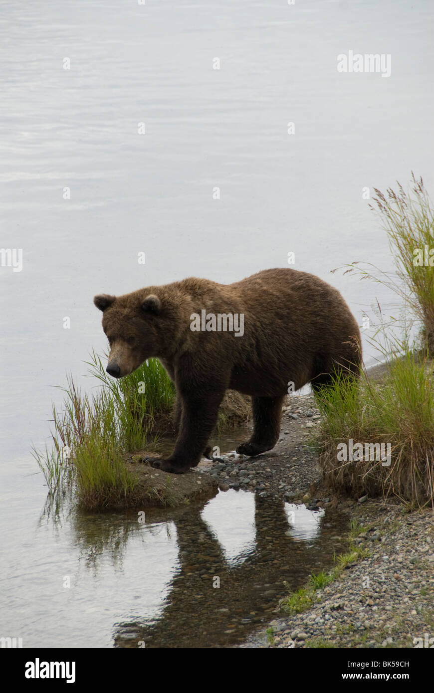 À l'ours brun, de la rivière Brooks Brooks Camp, Katmai National Park, Alaska, États-Unis d'Amérique, Amérique du Nord Banque D'Images