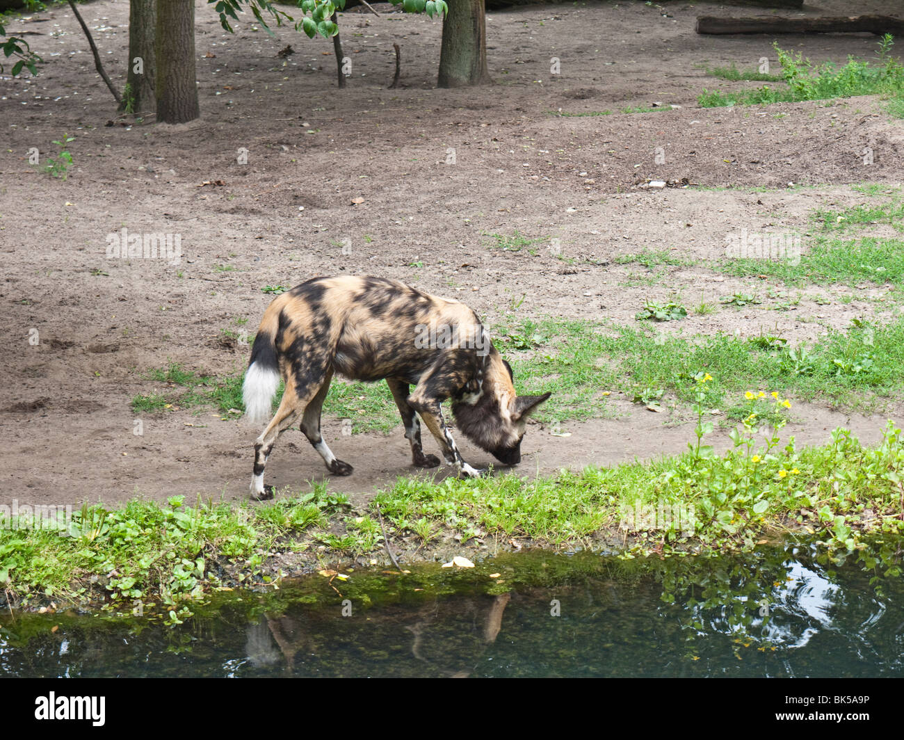 Dod sauvage d'Afrique à la gare Zoologischer Garten Berlin - le zoo de Berlin, le Tiergarten, Berlin, Allemagne Banque D'Images