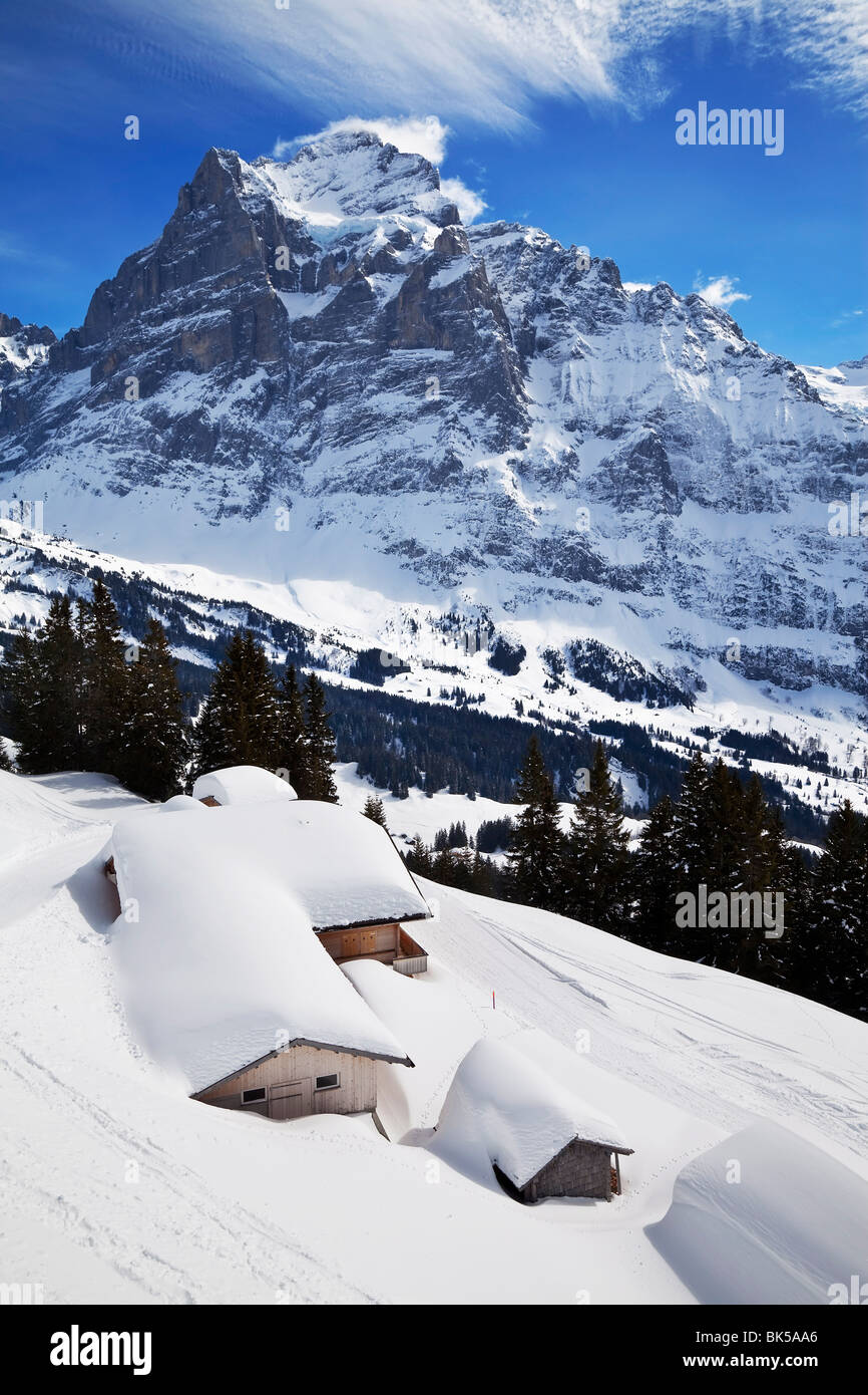 Wetterhorn, 3692m, Grindelwald, Jungfrau Region, Oberland Bernois, Alpes Suisses, Suisse, Europe Banque D'Images