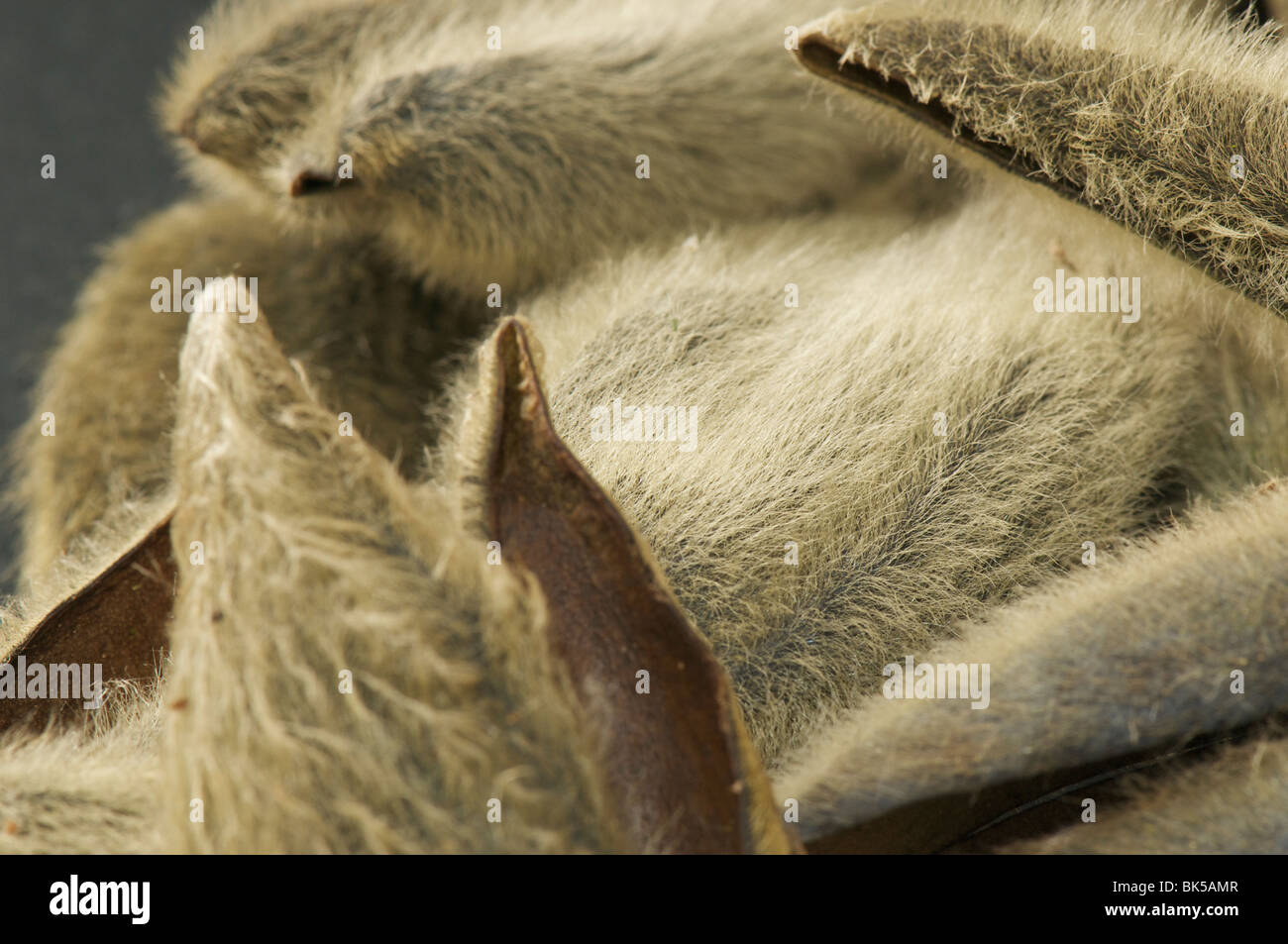 Bouton floral cas de magnolia sprengeri Banque D'Images