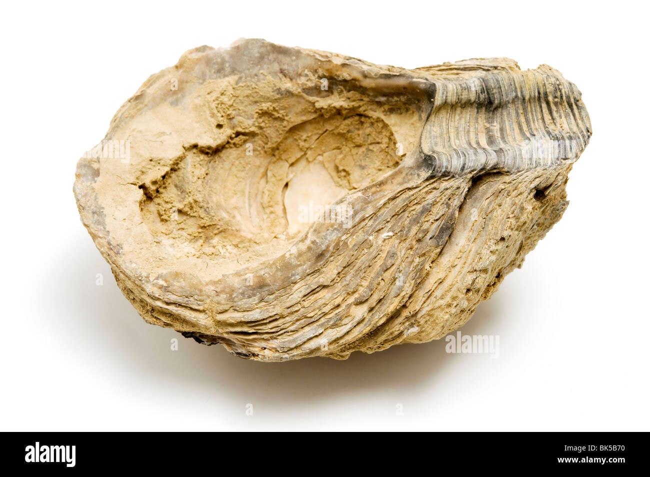 Coquille fossile trouvé dans Milano, Italie Banque D'Images