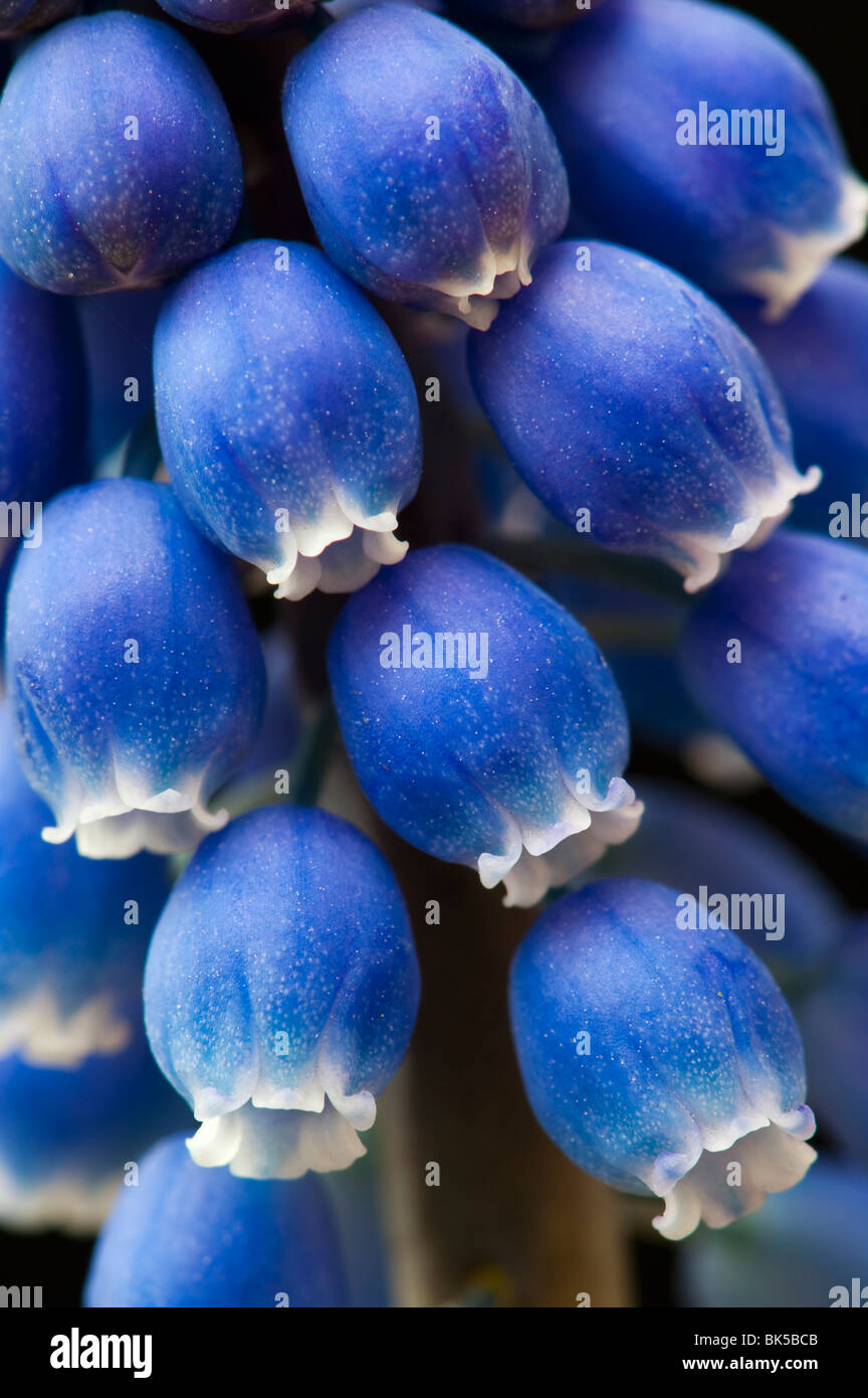 Muscari armeniacum. Muscaris sur fond noir Banque D'Images