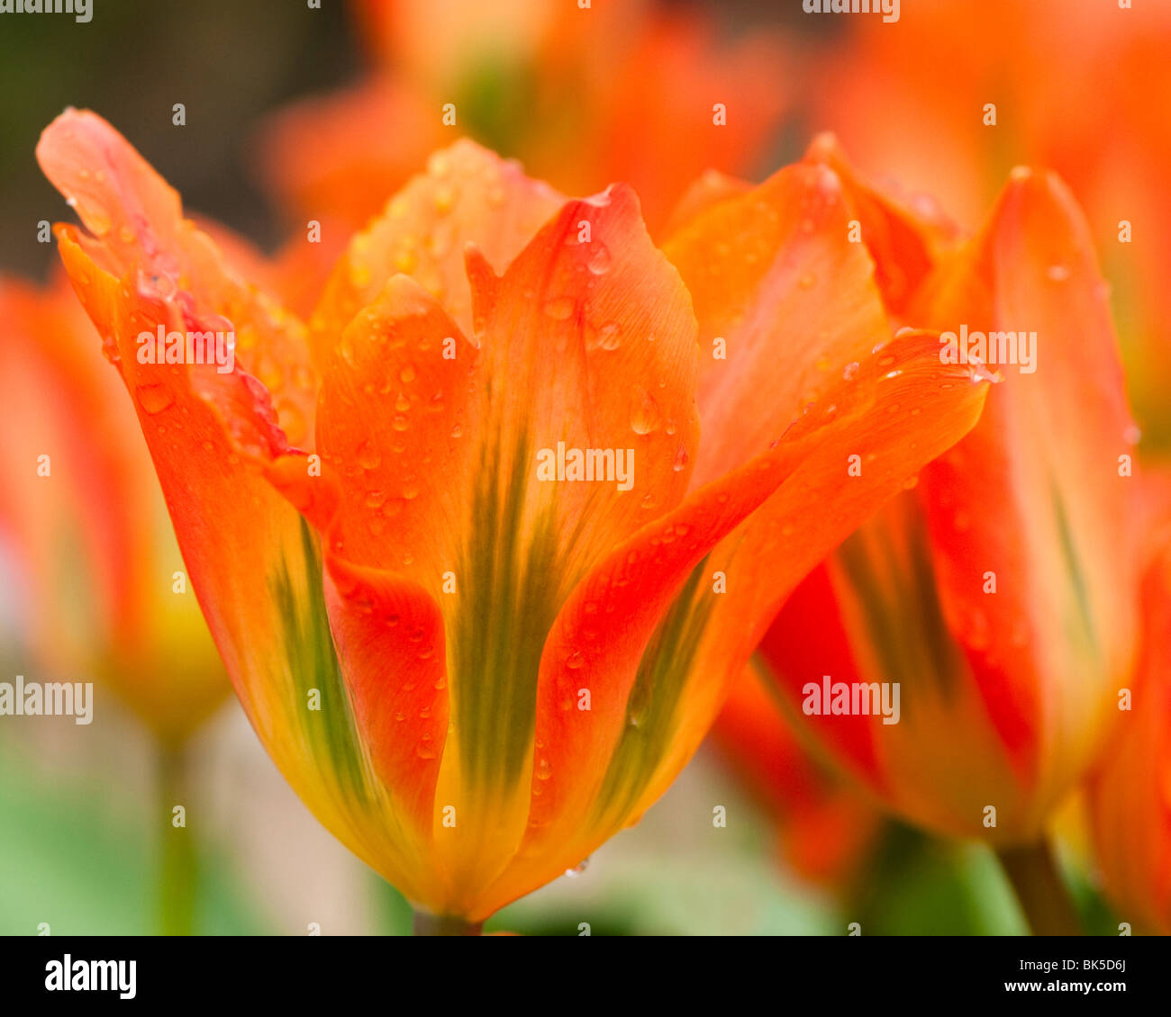 Tulip 'Orange Emperor' à l'Eden Project à Cornwall Banque D'Images