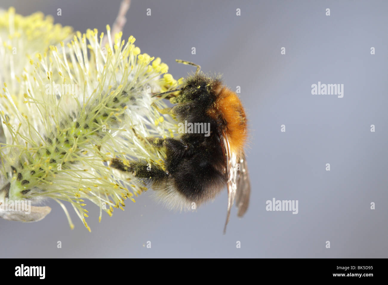 Bombus hypnorum, nouveau jardin bumblebee ou arbre bumblebee, se nourrissant d'un chaton de saule Banque D'Images