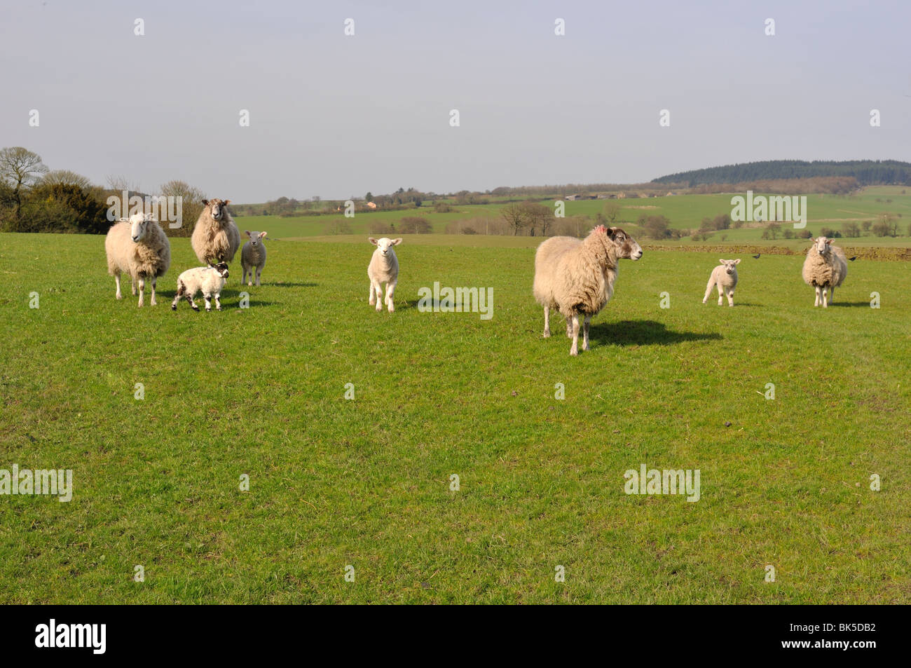 Les agnelles et agneaux dans le champ au printemps avec Beacon est tombé dans la distance Banque D'Images