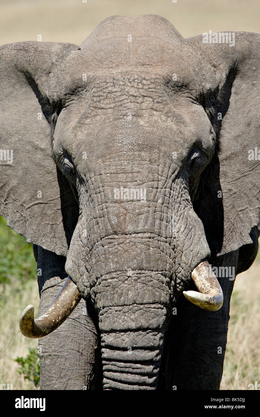 L'éléphant africain (Loxodonta africana), Masai Mara National Reserve, Kenya, Afrique de l'Est, l'Afrique Banque D'Images