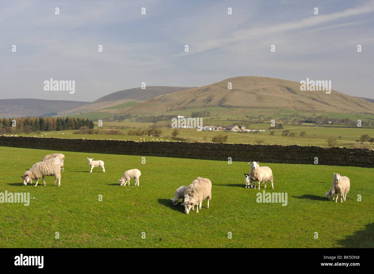 Agneaux et moutons dans les enclos avec Parlick Pike dans la distance au printemps Banque D'Images