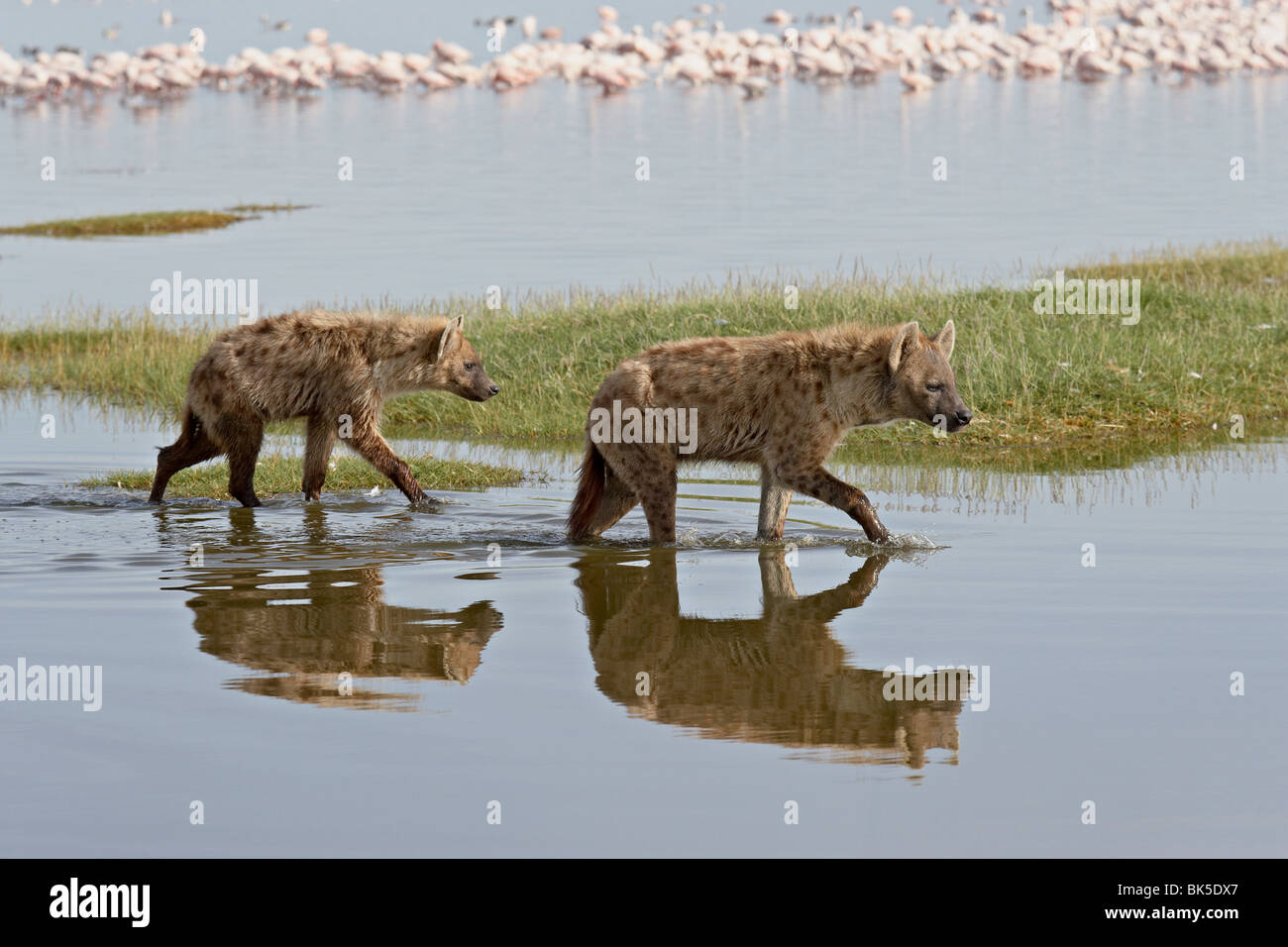 Deux hyène tachetée de marcher le long du bord du lac Nakuru, Parc national du lac Nakuru, Kenya Banque D'Images