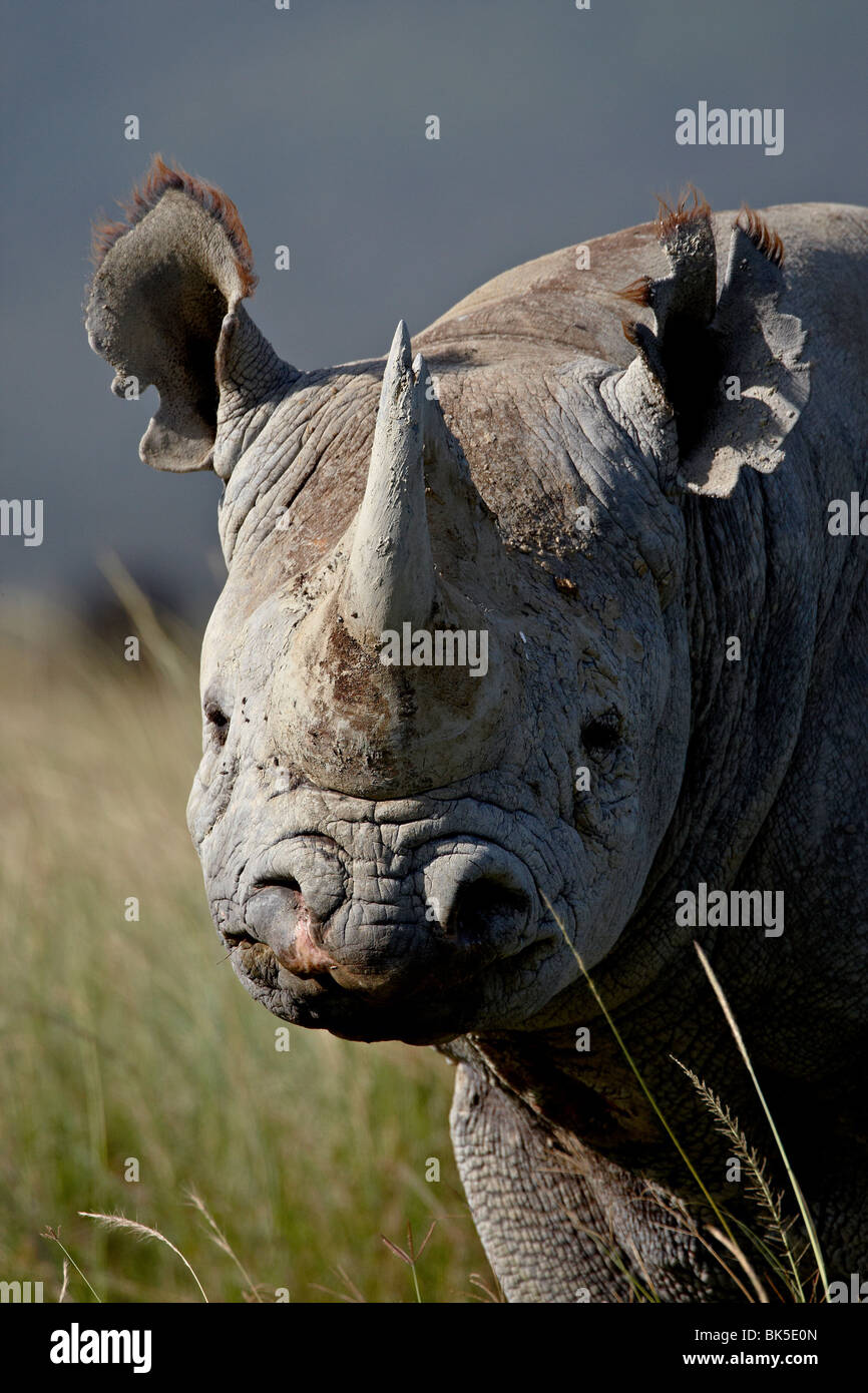 Le rhinocéros noir (hook-lipped rhinoceros) (Diceros bicornis), Parc national du lac Nakuru, Kenya, Afrique de l'Est, l'Afrique Banque D'Images