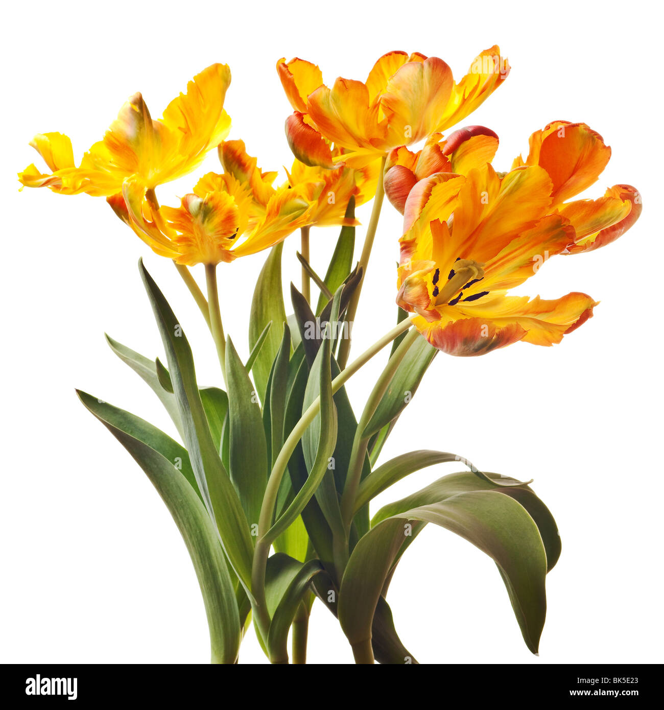 Orange et jaune fleurs tulipes perroquet vert avec feuilles et tiges isolé sur un fond blanc, pur Banque D'Images