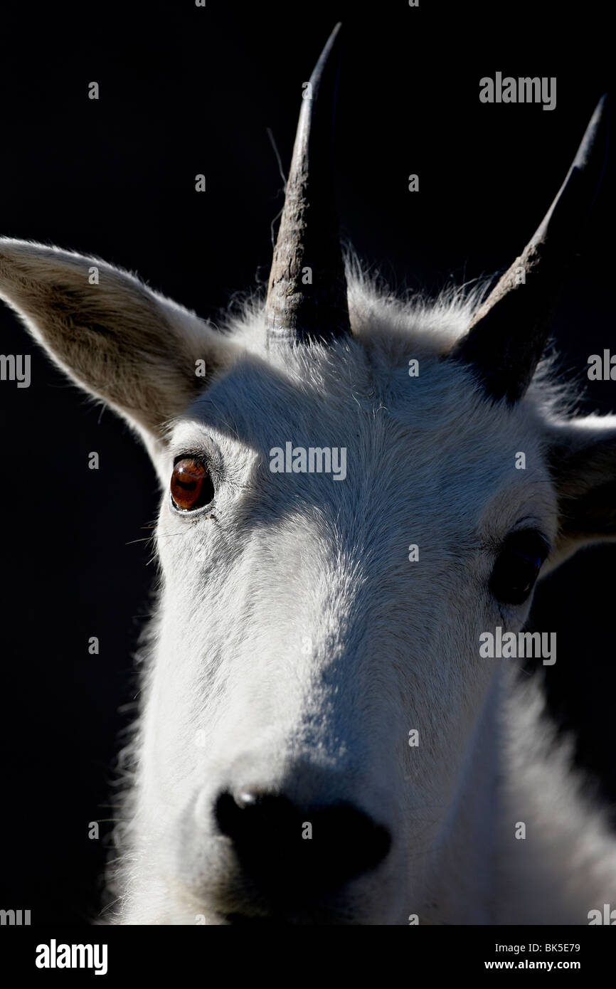 La chèvre de montagne (Oreamnos americanus), Mount Evans, Colorado, États-Unis d'Amérique, Amérique du Nord Banque D'Images