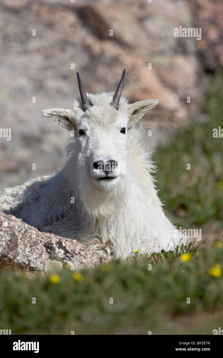 La chèvre de montagne (Oreamnos americanus), Mount Evans, Colorado, États-Unis d'Amérique, Amérique du Nord Banque D'Images