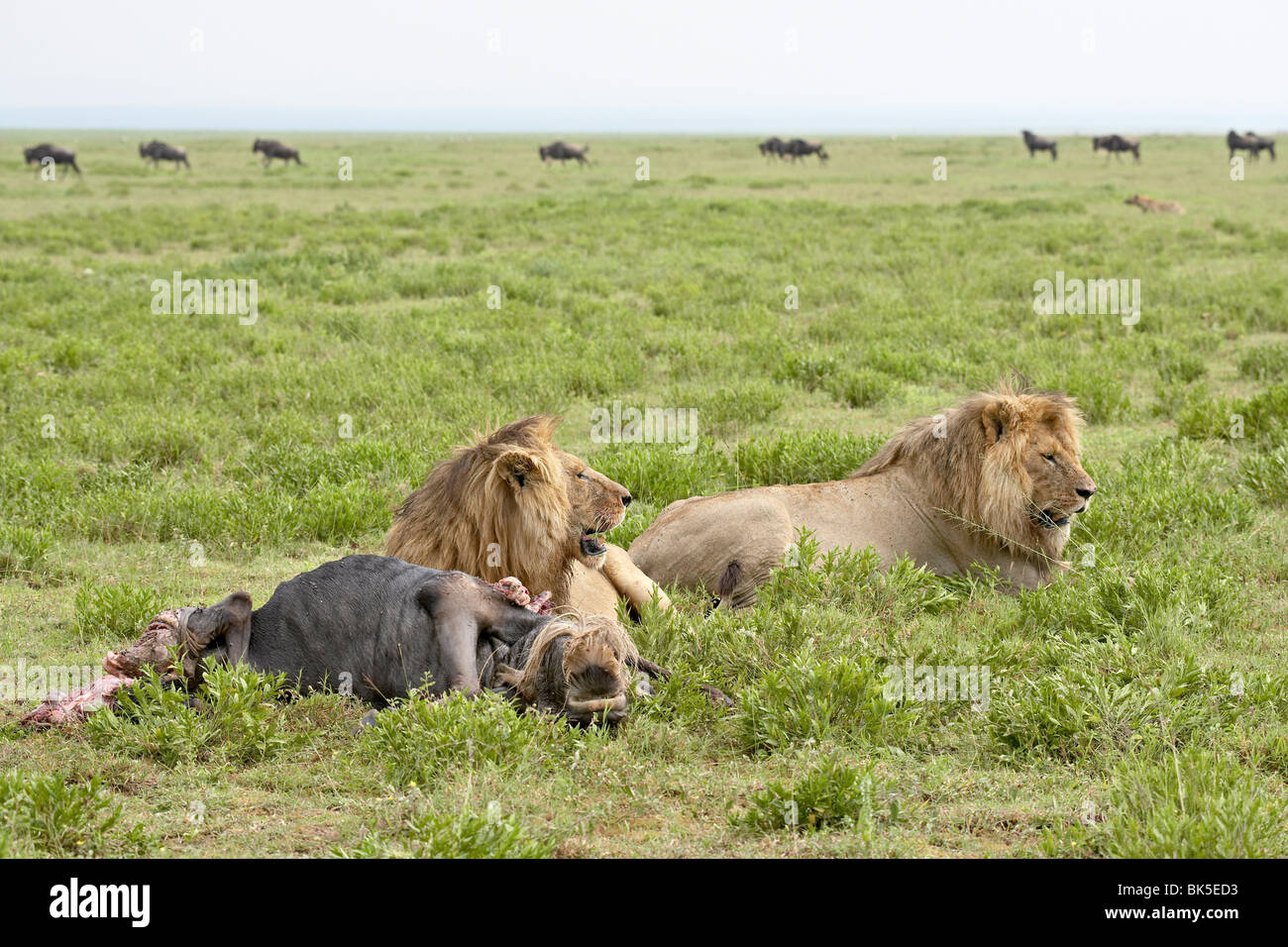 Deux lion (Panthera leo) à un Gnou bleu kill, le Parc National du Serengeti, Tanzanie, Afrique orientale, Afrique du Sud Banque D'Images