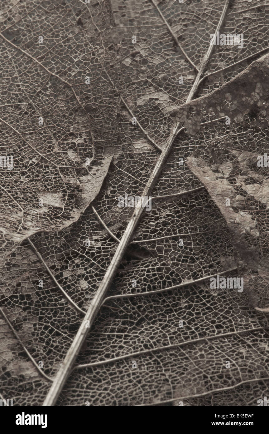 Les feuilles décomposées de magnolia sprengeri Banque D'Images