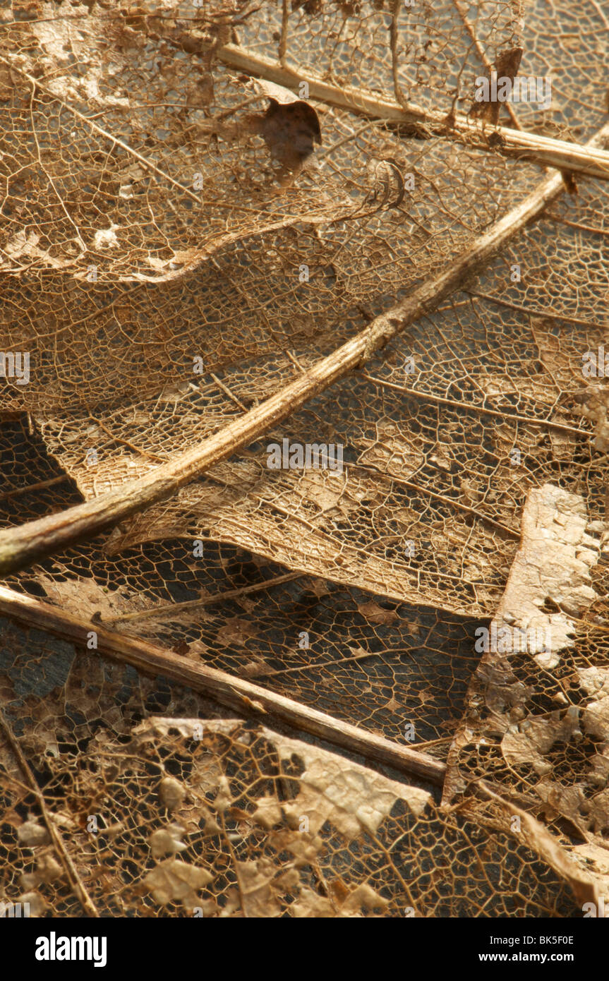 Les feuilles décomposées de magnolia sprengeri Banque D'Images