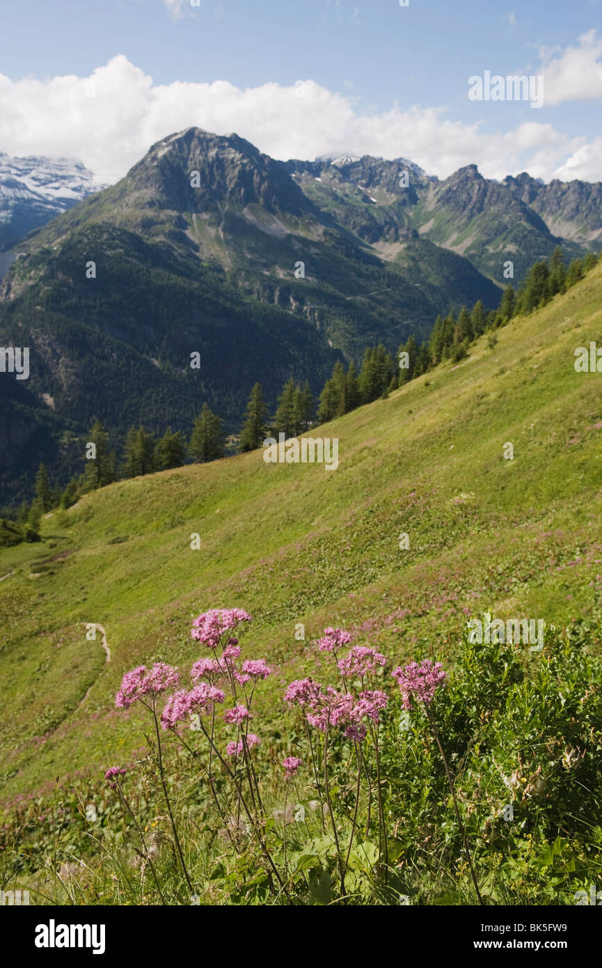 Fleurs d'été, vallée de Chamonix, Rhône-Alpes, France, Europe Banque D'Images